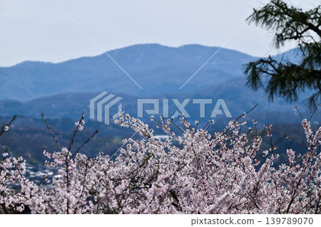 春天的兼六園,櫻花盛開 春天的兼六園,櫻花盛開 139789070