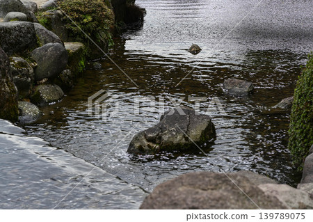 春天的兼六園，櫻花盛開 139789075