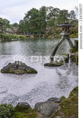 春天的兼六園，櫻花盛開 139789077