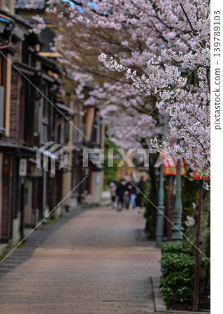 Beautiful cherry blossoms at Kazuemachi Chaya District Beautiful cherry blossoms at Kazuemachi Chaya District 139789103