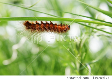 Larvae of Stony Monochori Larvae of Stony Monochori 139789175