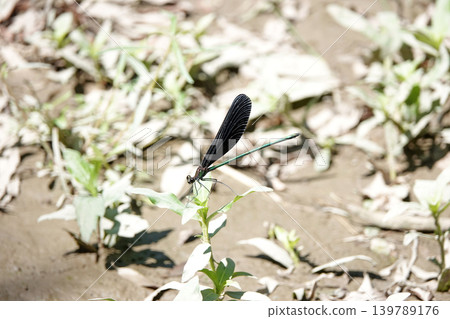 Male dragonfly. Male dragonfly. 139789176