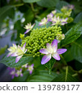 夢幻般的繡球花，呈現出紫色和淺綠色的色調 139789177