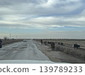Cows strolling along a main road in rural Turkmenistan. 139789233