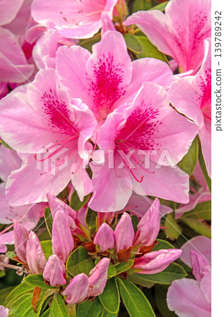 Azalea flowers are blooming densely Azalea flowers are blooming densely 139789242