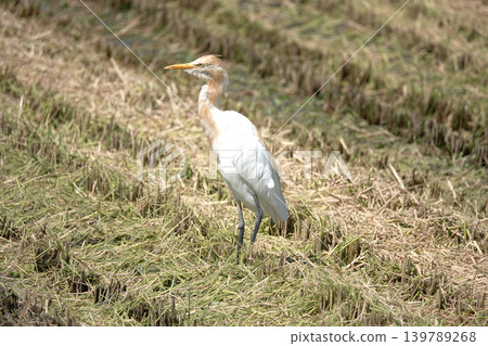 A cattle egret stands in a rice field after the harvest. A cattle egret stands in a rice field after the harvest. 139789268