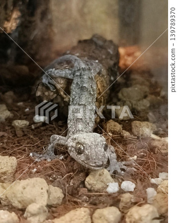 Gecko Gecko 139789370