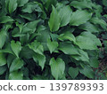 Dark green hosta leaves, all over 139789393