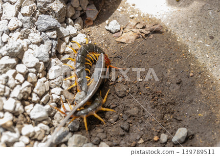 He's trying to kill a centipede with a long spoon. He's trying to kill a centipede with a long spoon. 139789511