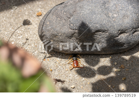 一隻巨大的蜈蚣被石頭壓死了。 139789519