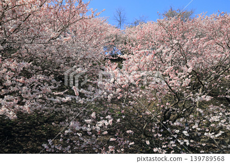 Early-blooming cherry blossoms... the spring cherry blossoms of Ichinoseki Early-blooming cherry blossoms... the spring cherry blossoms of Ichinoseki 139789568