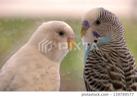 A serene close-up of a white domestic budgerigar (parakeet), captured in a soft-focus portrait.  139789577