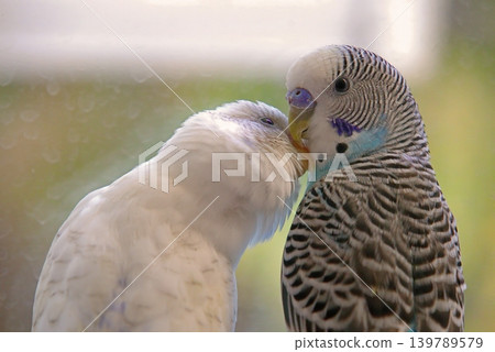 A serene close-up of a white domestic budgerigar (parakeet), captured in a soft-focus portrait. A serene close-up of a white domestic budgerigar (parakeet), captured in a soft-focus portrait. 139789579