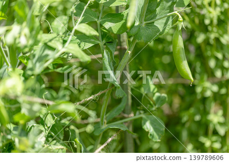 Snap peas from a home garden, almost ready for harvest. Snap peas from a home garden, almost ready for harvest. 139789606