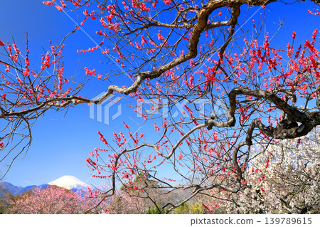 Plum blossoms at Yugawara Plum Grove (Makuyama Plum Grove) Plum blossoms at Yugawara Plum Grove (Makuyama Plum Grove) 139789615