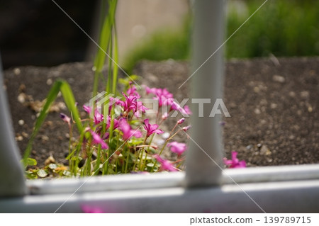 鮮花穿過柵欄盛開 鮮花穿過柵欄盛開 139789715