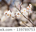 Bees attracted by the scent of plum blossoms 139789753