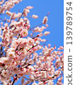 Blue sky and blooming plum 139789754