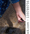 A child's hand that found a seashell while playing in the river 139789756