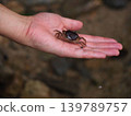 Freshwater crab found while playing in the river 139789757