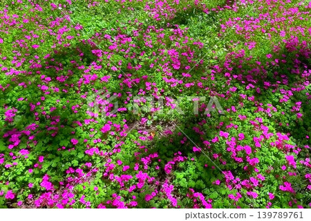 Clover Ground Cover with Bright Pink Blossoms. Vibrant clover ground cover with lush green foliage and scattered pink flowers, perfect for gardening, nature, and ornamental meadow design concepts. Clover Ground Cover with Bright Pink Blossoms. Vibrant clover ground cover with lush green foliage and scattered pink flowers, perfect for gardening, nature, and ornamental meadow design concepts. 139789761