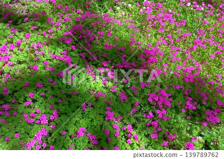 Clover Ground Cover with Bright Pink Blossoms. Vibrant clover ground cover with lush green foliage and scattered pink flowers, perfect for gardening, nature, and ornamental meadow design concepts. Clover Ground Cover with Bright Pink Blossoms. Vibrant clover ground cover with lush green foliage and scattered pink flowers, perfect for gardening, nature, and ornamental meadow design concepts. 139789762