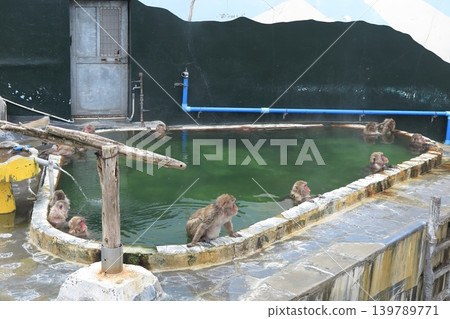 Monkeys soaking in a hot spring at the monkey enclosure in Hakodate Tropical Botanical Garden. Monkeys soaking in a hot spring at the monkey enclosure in Hakodate Tropical Botanical Garden. 139789771
