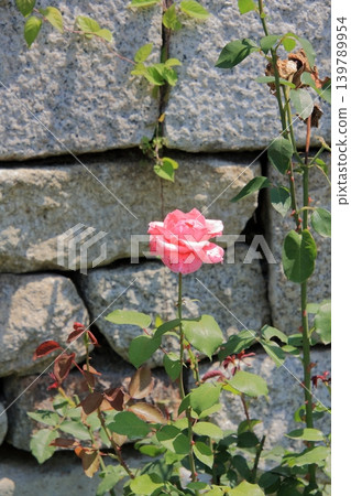 大阪鶴見綠地公園的鮮花 大阪鶴見綠地公園的鮮花 139789954