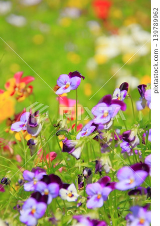 大阪鶴見綠地公園的鮮花 大阪鶴見綠地公園的鮮花 139789962