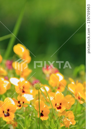 大阪鶴見綠地公園的鮮花 大阪鶴見綠地公園的鮮花 139789963