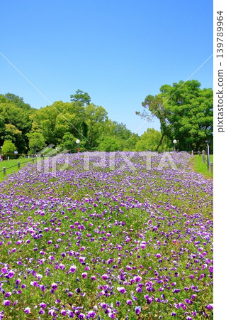 大阪鶴見綠地公園的鮮花 大阪鶴見綠地公園的鮮花 139789964