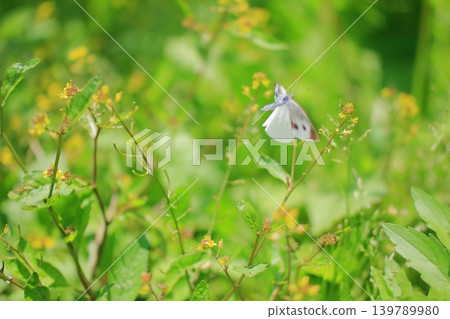 大阪鶴見綠地公園的鮮花 大阪鶴見綠地公園的鮮花 139789980