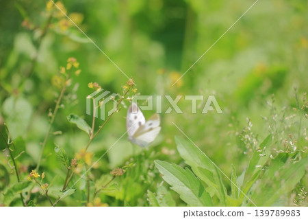 大阪鶴見綠地公園的鮮花 大阪鶴見綠地公園的鮮花 139789983