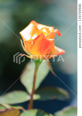 大阪鶴見綠地公園的鮮花 大阪鶴見綠地公園的鮮花 139789986