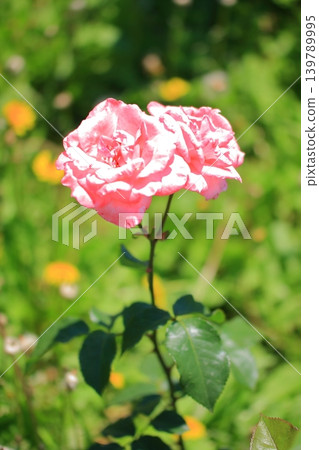 大阪鶴見綠地公園的鮮花 大阪鶴見綠地公園的鮮花 139789995