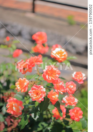 大阪鶴見綠地公園的鮮花 大阪鶴見綠地公園的鮮花 139790002