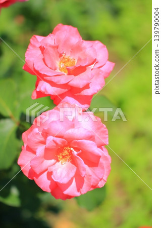 大阪鶴見綠地公園的鮮花 大阪鶴見綠地公園的鮮花 139790004