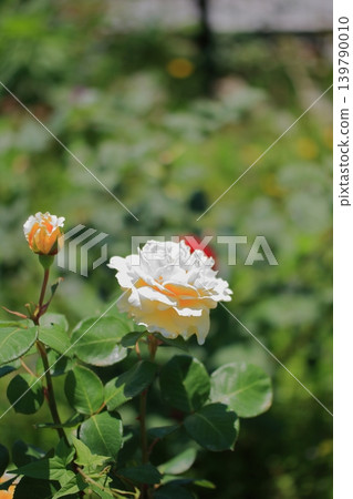 大阪鶴見綠地公園的鮮花 大阪鶴見綠地公園的鮮花 139790010