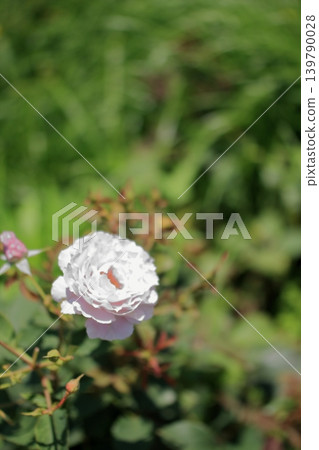 大阪鶴見綠地公園的鮮花 大阪鶴見綠地公園的鮮花 139790028