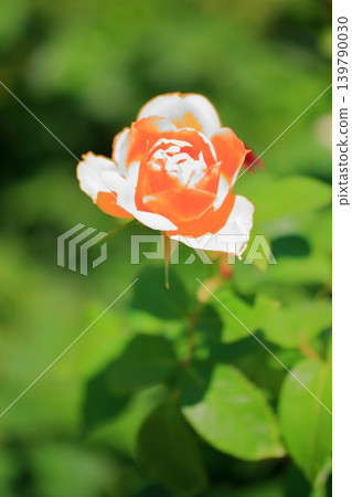 大阪鶴見綠地公園的鮮花 大阪鶴見綠地公園的鮮花 139790030
