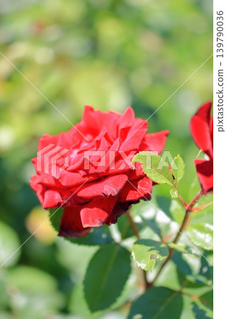 大阪鶴見綠地公園的鮮花 大阪鶴見綠地公園的鮮花 139790036