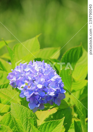 大阪鶴見綠地公園的鮮花 大阪鶴見綠地公園的鮮花 139790040
