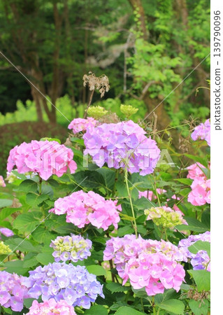 Flowers at Kyoto Prefectural Botanical Garden 139790096