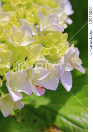 Flowers at Kyoto Prefectural Botanical Garden 139790104