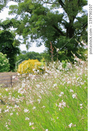 Flowers at Kyoto Prefectural Botanical Garden 139790107