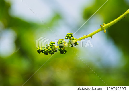 My grape garden My grape garden 139790295