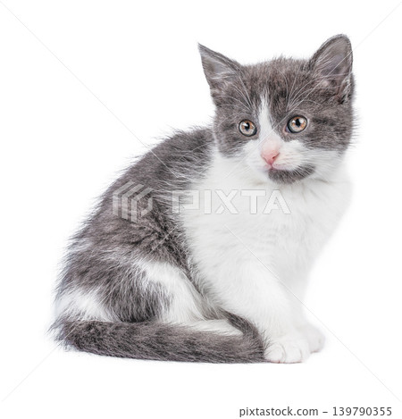 Kitten isolated on white background sitting front view Kitten isolated on white background sitting front view 139790355