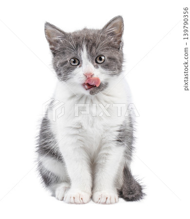 Kitten licking nose isolated on white background front view 139790356