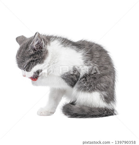 Kitten grooming paw isolated on white background side view Kitten grooming paw isolated on white background side view 139790358