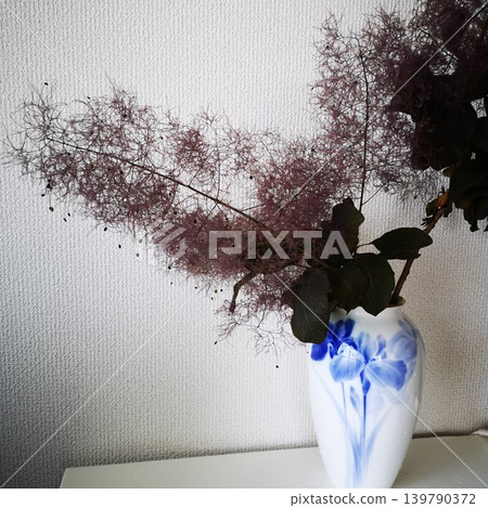 Plants: Smoke tree (cut flowers) Plants: Smoke tree (cut flowers) 139790372